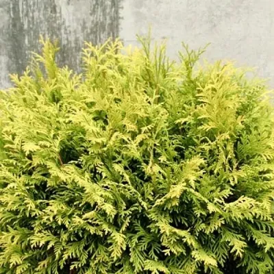 Туя ГОЛДЕН ГЛОБ западная — описание сорта Туя ГОЛДЕН ГЛОБ западная в Москве