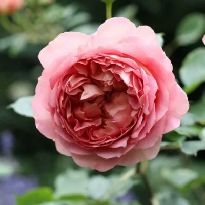 Саженцы роз РИДЖЕНТС ПАРК чайно-гибридная в Москве