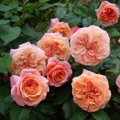 Саженцы роз ЧИППЕНДЕЙЛ чайно-гибридная в Москве