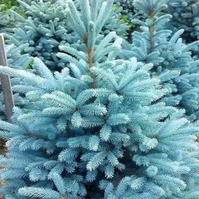 Ель МАДЖЕСТИК БЛЮ колючая — описание сорта Ель МАДЖЕСТИК БЛЮ колючая в Москве