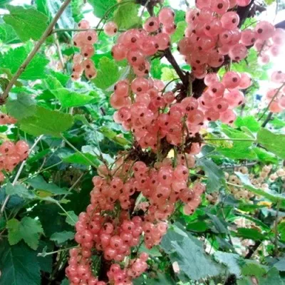 Смородина белая ПРЫГАЖУНЯ (РОЗОВАЯ) — описание сорта Смородина белая ПРЫГАЖУНЯ (РОЗОВАЯ) в Москве