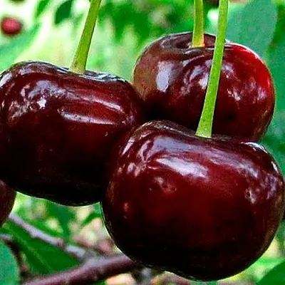 Дюк (черевишня) в Москве