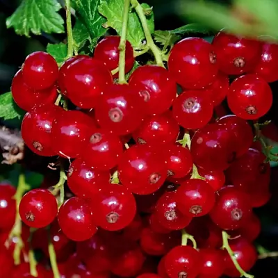 Смородина красная СЕРПАНТИН  Смородина красная СЕРПАНТИН в Москве