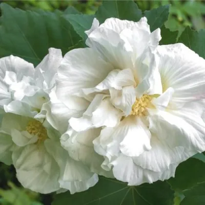 Гибискус АДМИРАЛ ДЕВЕЙ сирийский — описание сорта Гибискус АДМИРАЛ ДЕВЕЙ сирийский в Москве