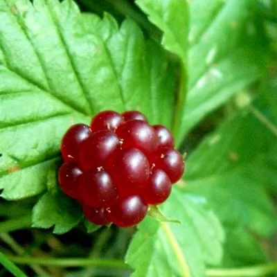 Княженика ЭЛПЕ — описание сорта Княженика ЭЛПЕ в Москве