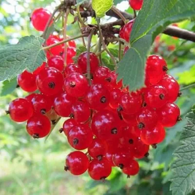 Смородина красная КРАСНАЯ АНДРЕЙЧЕНКО  Смородина красная КРАСНАЯ АНДРЕЙЧЕНКО в Москве