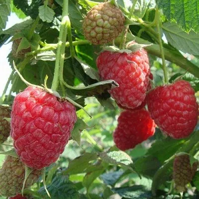 Малина КОЛОКОЛЬЧИК  Малина КОЛОКОЛЬЧИК в Москве