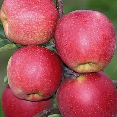 Яблоня ЧЕМПИОН в Москве