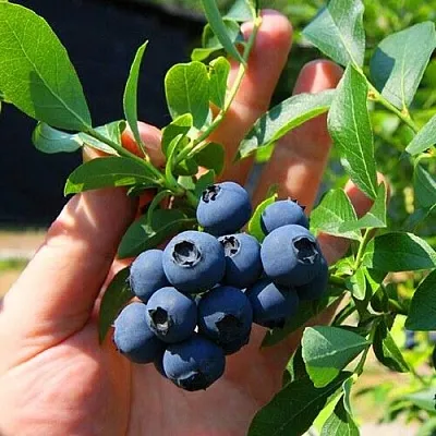 Голубика НОРТ КАНТРИ  Голубика НОРТ КАНТРИ в Москве