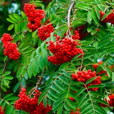 Рябина ПЛАКУЧАЯ сладкоплодная  Рябина ПЛАКУЧАЯ сладкоплодная в Москве