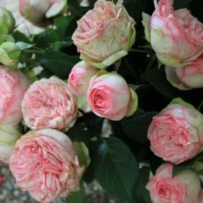 Саженцы роз ЧАРМИНГ ПИАНО спрей — описание сорта Саженцы роз ЧАРМИНГ ПИАНО спрей в Москве