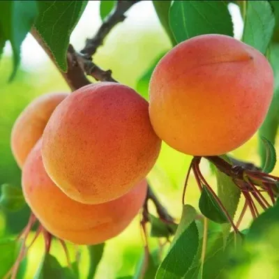 Абрикос ДЕБЮТ в Москве