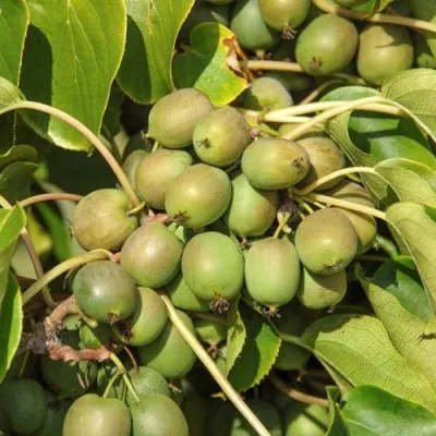 Актинидия ДЖИРАЛЬДИ — описание сорта Актинидия ДЖИРАЛЬДИ в Москве