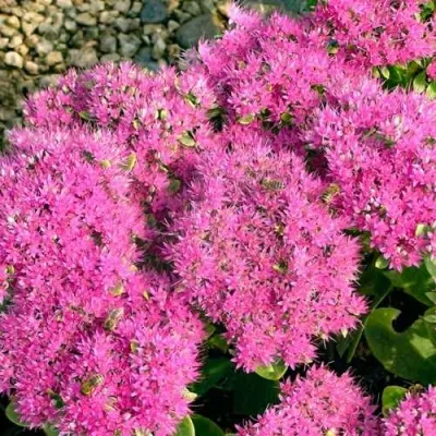 Очиток (седум) БРИЛЛИАНТ — описание сорта Очиток (седум) БРИЛЛИАНТ в Москве