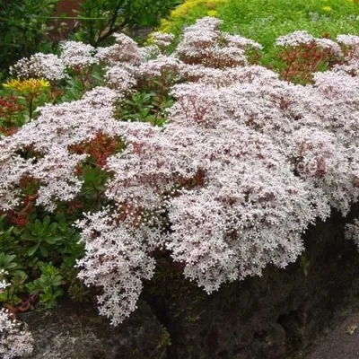 Очиток (седум) МУРАЛЕ белый — описание сорта Очиток (седум) МУРАЛЕ белый в Москве