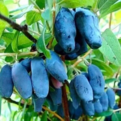 Жимолость съедобная ГОЛУБОЕ ВЕРЕТЕНО — описание сорта Жимолость съедобная ГОЛУБОЕ ВЕРЕТЕНО в Москве
