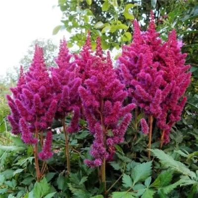 Астильба ВИЖНС китайская — описание сорта Астильба ВИЖНС китайская в Москве