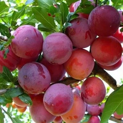 Слива НЕКТАРИННАЯ АРОМАТНАЯ  Слива НЕКТАРИННАЯ АРОМАТНАЯ в Москве