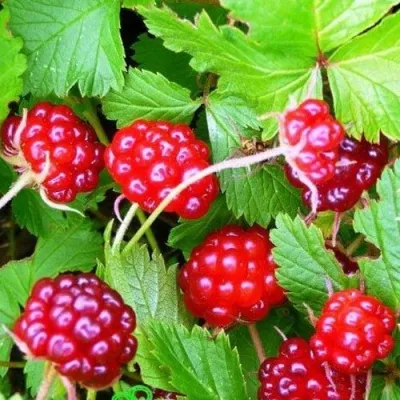 Княженика МЭСПИ — описание сорта Княженика МЭСПИ в Москве