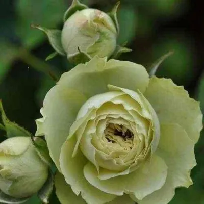 Саженцы роз ГРИН ДАЙМОНД миниатюрная в Москве