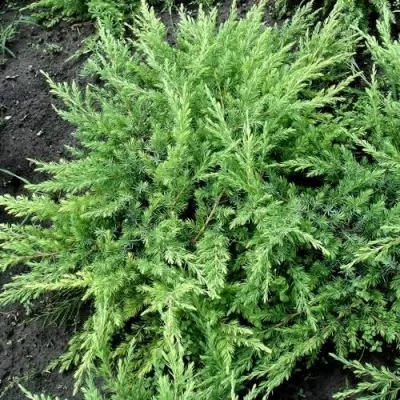 Можжевельник ШЛЯГЕР прибрежный — описание сорта Можжевельник ШЛЯГЕР прибрежный в Москве