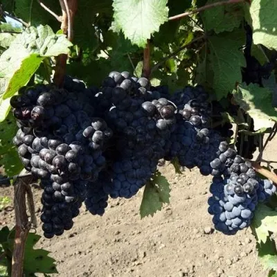 Виноград ДЕНИСОВСКИЙ в Москве