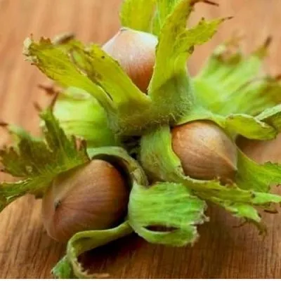 Фундук ГИГАНТ ТАМБОВСКИЙ  Фундук ГИГАНТ ТАМБОВСКИЙ в Москве