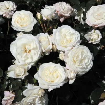 Саженцы роз АЛАБАСТЕР флорибунда в Москве