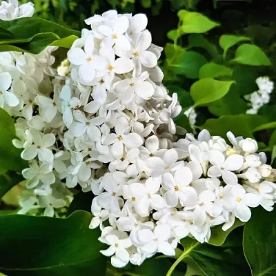 Сирень МАЛЕНЬКИЙ ПРИНЦ в Москве