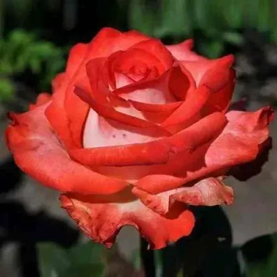 Саженцы роз БЛАШ чайно-гибридная в Москве