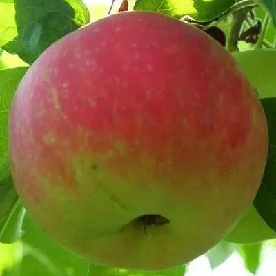 Яблоня УТРО  Яблоня УТРО в Москве