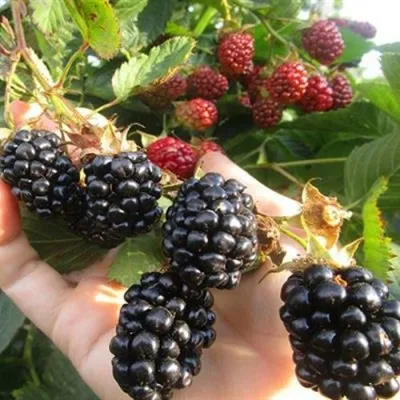 Ежевика НАВАХО бесшипная в Москве