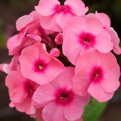 Флокс ДЖЕФФС ПИНК метельчатый  Флокс ДЖЕФФС ПИНК метельчатый в Москве