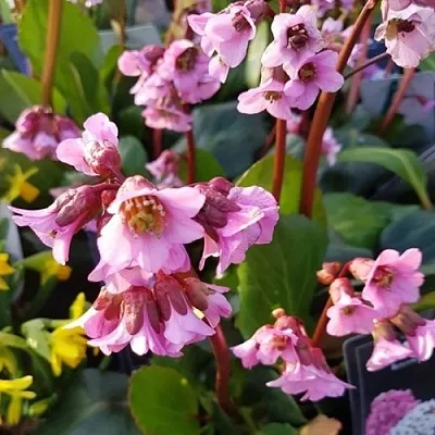 Бадан БЭБИ ДОЛЛ  Бадан БЭБИ ДОЛЛ в Москве