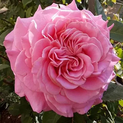 Саженцы роз ЭШЛИ чайно-гибридная  Саженцы роз ЭШЛИ чайно-гибридная в Москве