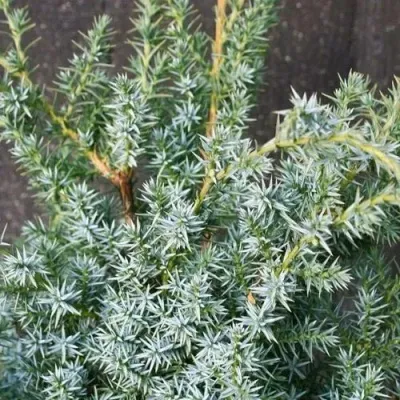 Можжевельник БЛЮ АЛЬПС китайский в Москве