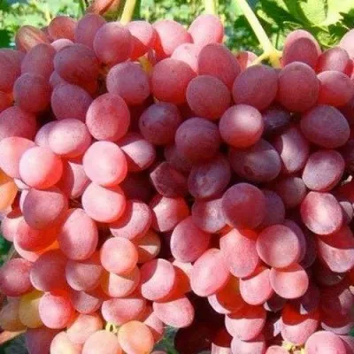 Виноград КИШМИШ КРАСНЫЙ — описание сорта Виноград КИШМИШ КРАСНЫЙ в Москве