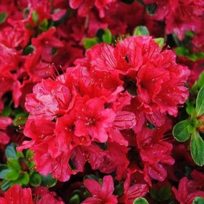 Азалия ХИНО КРИМСОН японская — описание сорта Азалия ХИНО КРИМСОН японская в Москве