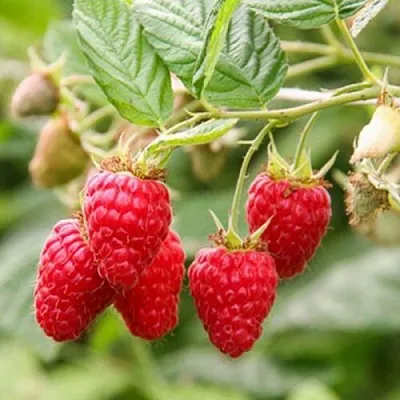 Саженцы малины Радзиева Саженцы малины Радзиева