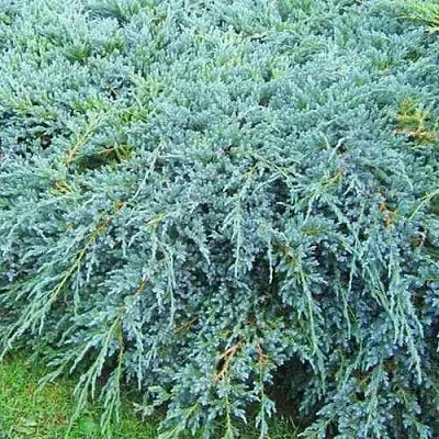 Можжевельник БЛЮ КАРПЕТ чешуйчатый  Можжевельник БЛЮ КАРПЕТ чешуйчатый в Москве