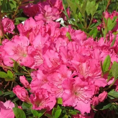 Азалия КИРСТИН японская в Москве