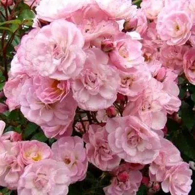 Саженцы роз ХЕВЕНЛИ ПИНК мускусная — описание сорта Саженцы роз ХЕВЕНЛИ ПИНК мускусная в Москве