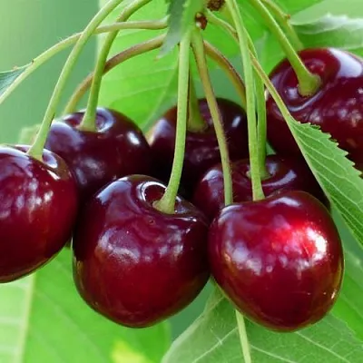 Дюк ЖИВИЦА (ЧЕРЕВИШНЯ) в Москве