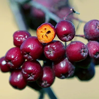Рябина сладкоплодная в Москве