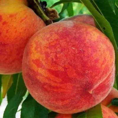 Персик ЗОЛОТОЙ ЮБИЛЕЙ — описание сорта Персик ЗОЛОТОЙ ЮБИЛЕЙ в Москве