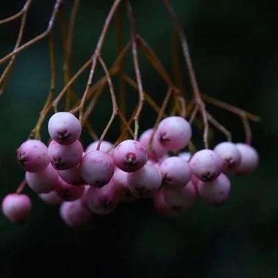 Рябина ПЕКИНСКАЯ сладкоплодная  Рябина ПЕКИНСКАЯ сладкоплодная в Москве