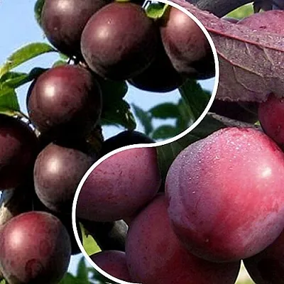 Комплект ИЗЮМИНКА САДА в Москве