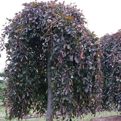 Бук в Москве