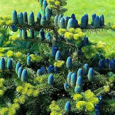 Пихта корейская  — описание сорта Пихта корейская  в Москве