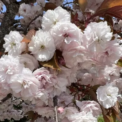 Сакура ШИРОФУГЕН — описание сорта Сакура ШИРОФУГЕН в Москве